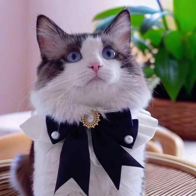 ペット よだれかけ 男の子 女の子 大きなリボン 付け襟 犬用 猫用 結婚式 ウェディング パーティー フォーマル プリンセス風 調整可能 ブラック ホワイト アイボリー ポリエステル オールシーズン 写真撮影 かわいい 高級感