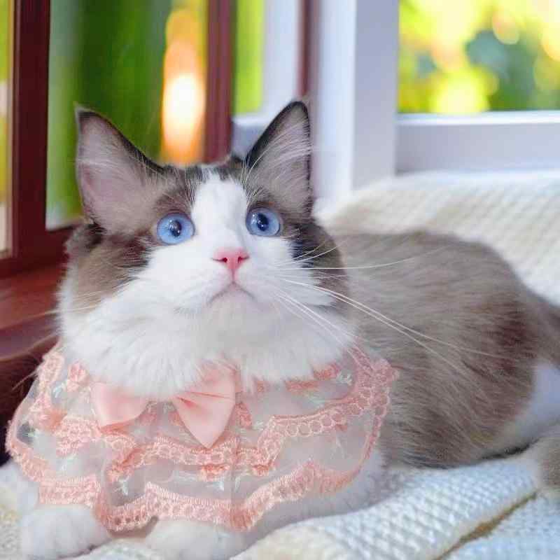 Choker - ペット スタイ 男の子 女の子 よだれかけ ビブ 犬猫用 首輪 刺繍 レース リボン フリル ティアード ケーキ風 姫系 かわいい ポリエステル 耐久性 オレンジ ピンク オールシーズン 誕生日 結婚式 パーティー