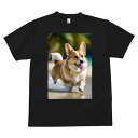 コーギー Tシャツ メンズ キッズ 犬ファン 半袖 春夏 犬柄 プリント カジュアル かわいい 人間用 個性派 ここだけのデザイン 面白 ビーチ コーギー 海 砂浜 夏