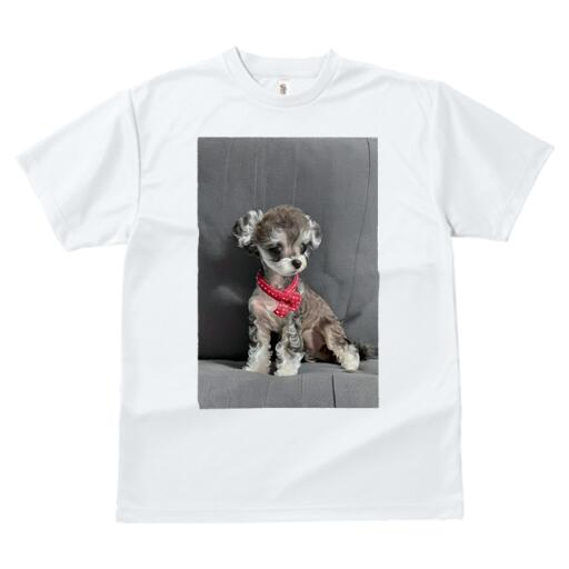 マルチーズ,ヨークシャーテリア Tシャツ レディース 犬ファン 半袖 春夏 犬柄 プリント カジュアル かわいい 人間用 個性派 ここだけのデザイン 面白 リボン マルチーズ,ヨークシャーテリア ドット