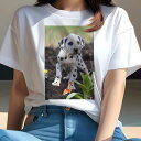 ダルメシアン Tシャツ レディース 犬ファン 半袖 春夏 犬柄 プリント カジュアル かわいい 人間用 個性派 ここだけのデザイン 面白 庭 ダルメシアン 土 ...