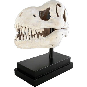 FRP恐竜オブジェ T-Rexの頭骨置物 白亜紀 肉食恐竜 獣脚類 ティラノサウルス ティーレックス 標本 化石 博物館 店舗 イベント ディスプレイ 実物大 等身大 リアル 等身大フィギュア 【whlny】