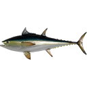 FRPアニマルオブジェ マグロ置物 動物 魚 鮪 まぐろ ツナ 水族館 店舗 カフェ 喫茶店 レストラン 飲食店 インテリア イベント ディスプレイ 実物大 等身大 リアル 等身大フィギュア 【whlny】