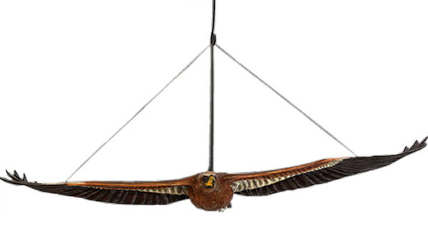 FRPアニマルオブジェ ウェッジテイルドワシ「くさび型の尾をもつ鷲」置物 動物 とり トリ 鳥 わし 動物園 店舗 カフェ 喫茶店 レストラン 飲食店 インテリア イベント ディスプレイ 実物大 等身大 リアル 【whlny】