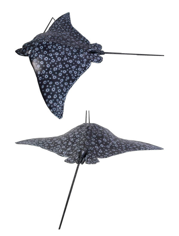 FRPアニマルオブジェ マダラトビエイ【即納可】置物 動物 魚 えい 水族館 店舗 カフェ 喫茶店 レストラン 飲食店 インテリア イベント ディスプレイ 実物大 等身大 リアル 【whlny】