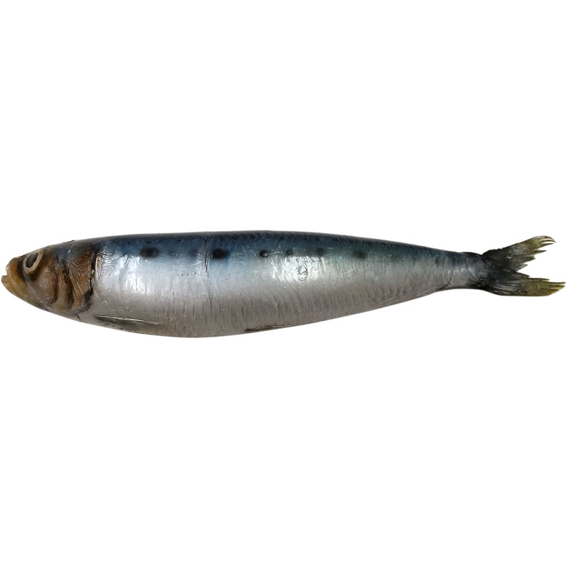 いわし イワシ 鰯 実物大の生魚 食品サンプル 日本製 送料無料