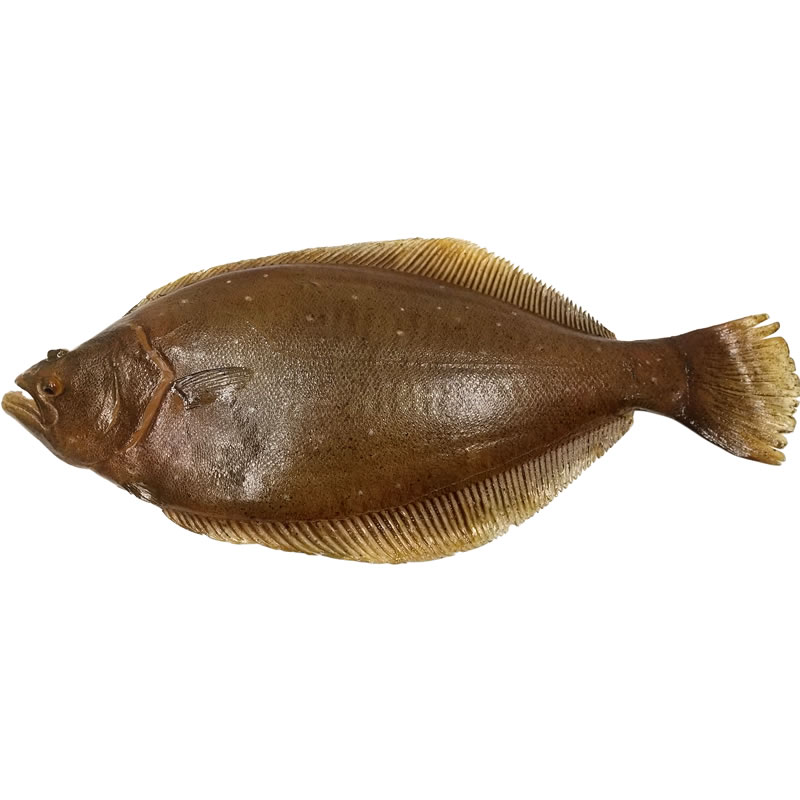 ひらめ ヒラメ 平目 実物大の生魚 食品サンプル 日本製 送料無料