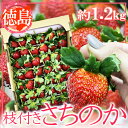 徳島県産 枝付きさちのか 1箱約1.2キロ