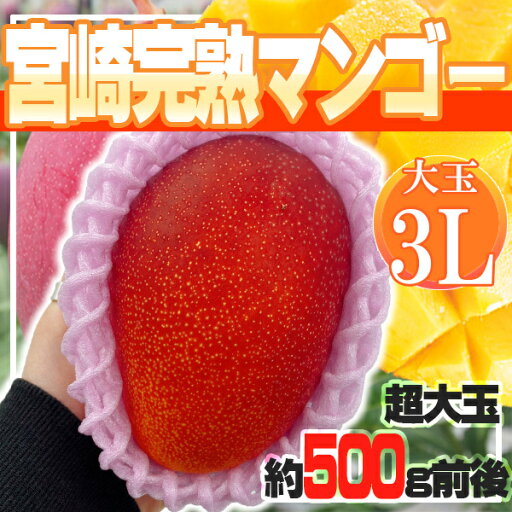 宮崎県産 宮崎完熟マンゴー 1玉 3L クール便発送 宮崎県産 宮崎完熟マンゴー 1玉 3L クール便発送