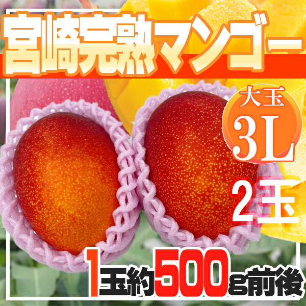 宮崎県産 宮崎完熟マンゴー 2玉 3L クール便発送