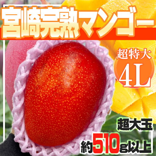 宮崎県産 宮崎完熟マンゴー 4L 1玉 超特大 約510g以上 クール便発送 宮崎県産 宮崎完熟マンゴー 4L 1玉 超特大 約510g以上 クール便発送