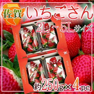 【佐賀いちご】佐賀県産の甘くて美味しい苺のおすすめは？