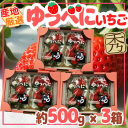 産地厳選　ゆうべに　3箱　1箱約500g　秀品