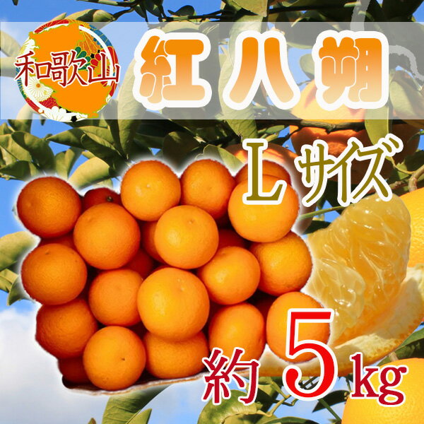 和歌山県産 紅八朔 L 約5kg