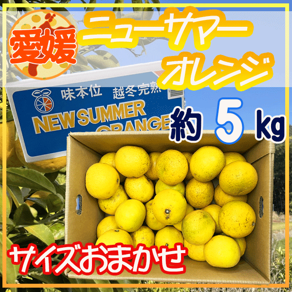 愛媛県産ニューサマーオレンジ　大きさおまかせ　約5キロ