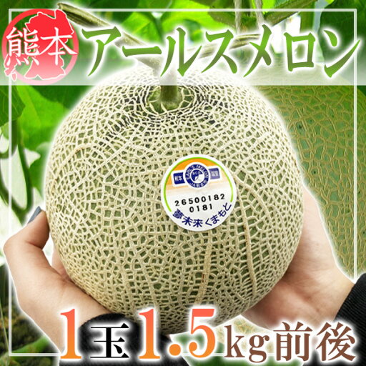 熊本県産 アールスメロン 1玉 約1.5キロ前後 熊本県産 アールスメロン 1玉 約1.5キロ前後