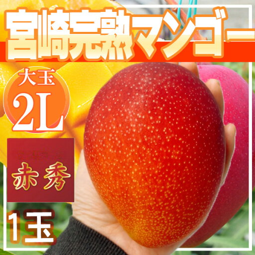 宮崎県産 宮崎完熟マンゴー 1玉 2L 赤秀 クール便発送 宮崎県産 宮崎完熟マンゴー 1玉 2L 赤秀 クール便発送