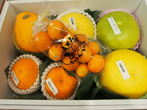 季節 柑橘 食べ比べ ギフト ( ギフト 御歳暮 誕生日 お祝い 法事 贈答用 贈り物 お供え プレゼント お見舞い 内祝い 果物 フルーツ 国産 )