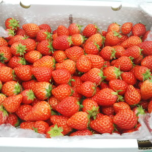 【小粒中粒フェス開催！】【内容量1400g】家族と賑やかなイチゴ祭り！