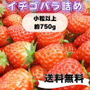 いちご 【ワイワイガヤガヤ！小粒以上イチゴパーティ！】【内容量750g】【1〜8日以内に発送】