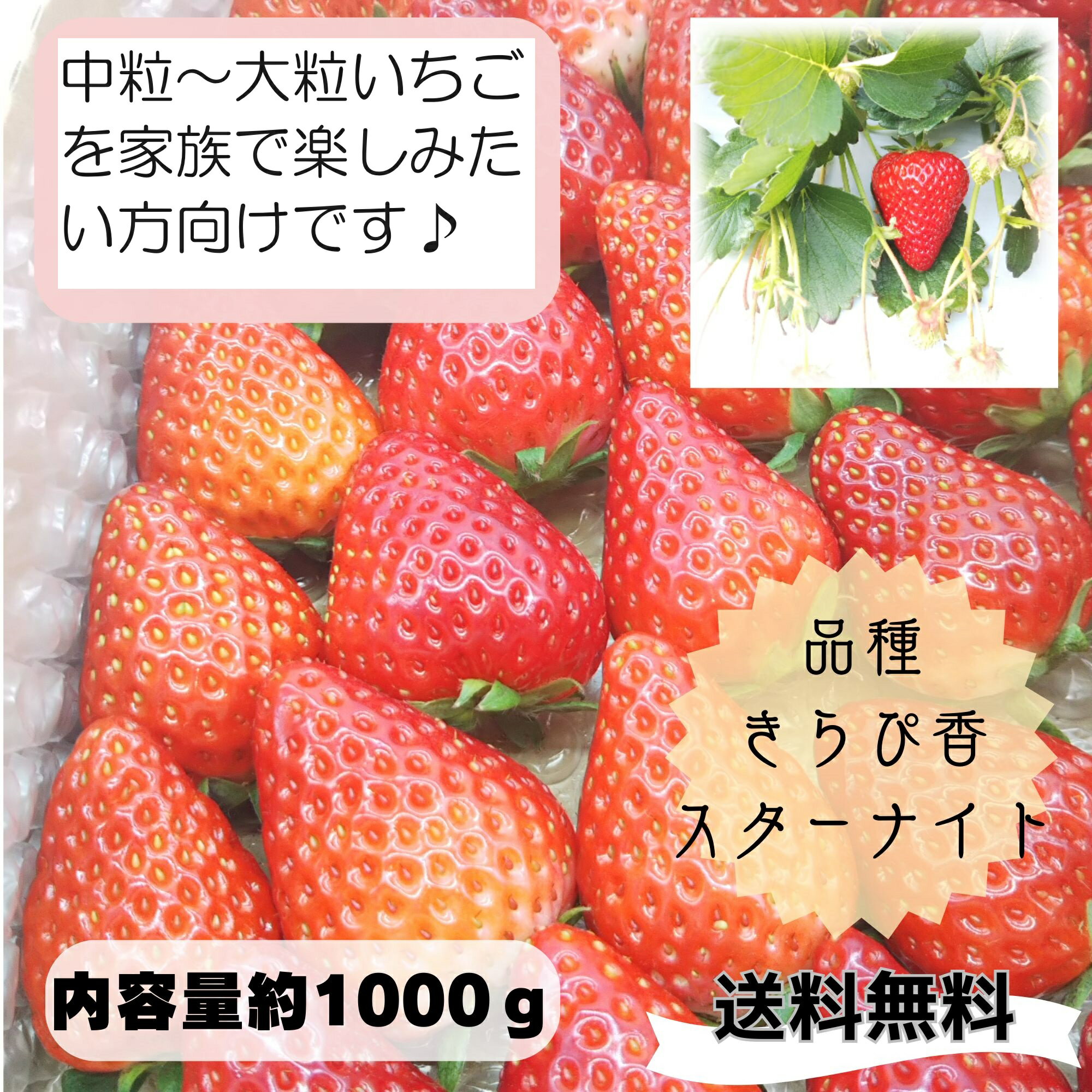 いちご 【お家に帰って食べるのが待ち遠しくなるいちご☆彡】【約1000g】【1～8日以内に発送!】