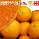本日ポイント10倍★愛まどんな お歳暮・贈答用 たっぷり2.5kg(8~15玉) 送料無料 今マスコミで話題の!ぷるるん果肉の愛まどんな(お歳暮ギフトに最適)