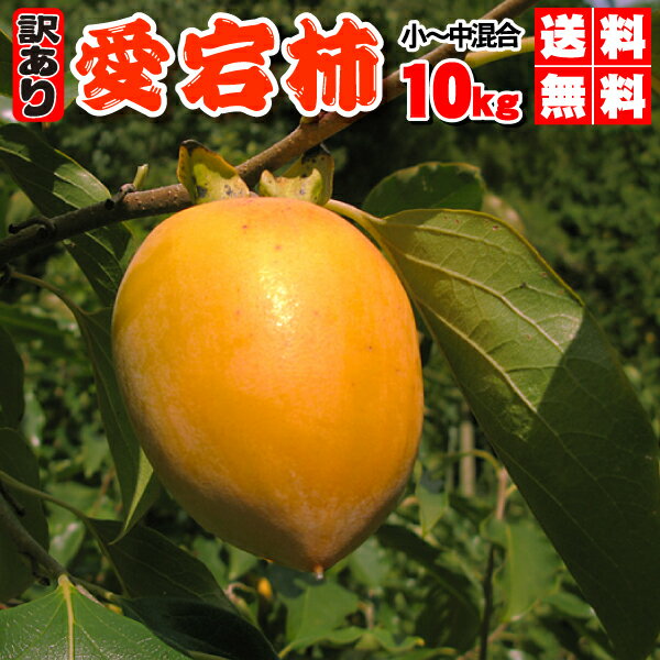 訳あり　あたご柿　大箱10kg（小中混合）送料無料・愛宕柿（干し柿用）渋柿・大箱10kg・愛媛産・ご家庭用のサムネイル