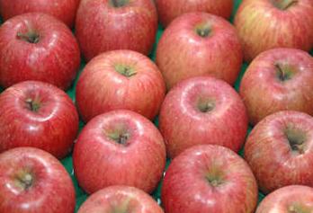 長野産 サンふじりんご　24玉～32玉【長野　りんご】【サンふじりんご10kg】のサムネイル