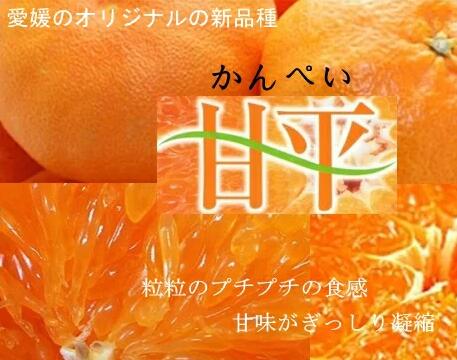 愛媛産　甘平（かんぺい）　青秀　L〜4Lサイズ　約5キロ【北海道・離島地区は別途500円】2月中旬〜下旬発送日付指定不可