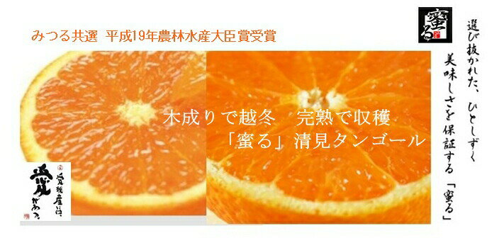 愛媛産 蜜る 清見タンゴール(清見オレンジ)秀品 L/2L/3Lサイズ(約5キロ) 贈答品北海道・離島地区別途料金500円3月中旬~4月中旬頃発送日付指定不可
