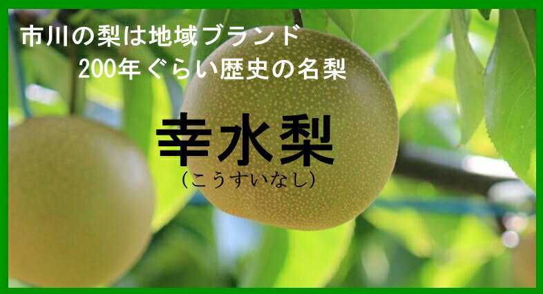 千葉県市川産の名梨　幸水梨　秀品6～8玉（約2.5キロ）　化