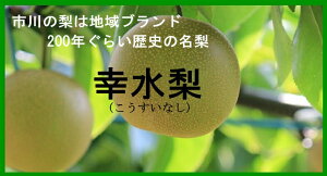 千葉県市川産の名梨　幸水梨　秀品6〜8玉（約2.5キロ）　化粧箱入り8月上旬〜中旬頃発送日付指定不可北海道・離島・九州地区別途クール料金648円