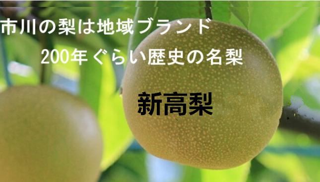 千葉県市川産の名梨 　新高梨　秀品　約5キロ　5玉〜10玉【9月下旬頃発送日付指定不可】【北海道・離島地区別途送料500円】