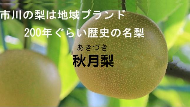 【訳あり品】【家庭用】千葉県市川産の名梨 　あきづき梨　約5キロ　10玉〜16玉　【9月中旬〜下旬頃発送日付指定不可】【北海道・九州地区別途送料500円】