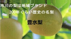 https://thumbnail.image.rakuten.co.jp/@0_mall/fruits-ooda/cabinet/03229556/03523766/imgrc0084493544.jpg