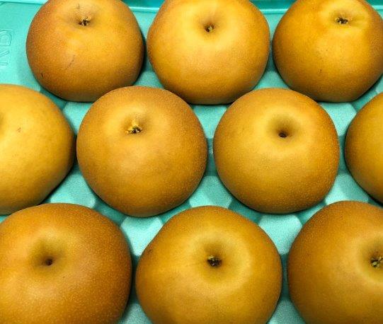 長野産 南水梨 8玉〜16玉　約5キロ　家庭用梨【晩生最強の高糖度 和梨】9月末〜10月中旬頃発送日付指定不可北海道・離島地区別途料金500円のサムネイル