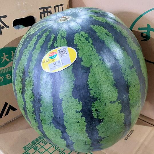 熊本県産 　熊本大玉すいか　秀又は優品　2L～3Lサイズ 2玉 （約14kg～18kg）贈答用 送料無料【大玉すいか】【大玉スイカ】【スイカ】【大玉西瓜】【西瓜】【北海道・中国・四国・九州・離島地区別途クール送料1000円】5月下旬～6月末発送日付指定不可