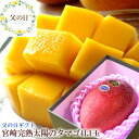 父の日 太陽のタマゴ 完熟マンゴー 父の日 プレゼント 太陽のタマゴ 父の日 ギフト 父の日 食べ物プレゼント 父の日 フルーツ 父の日 グルメ 父の日 プレゼ...