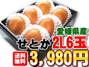 1月中旬頃からの発送です【全国送料無料】期待を裏切らない強烈な甘味♪愛媛産極上[せとか2L6玉]【smtb-k】【ky】【楽ギフ_のし】【楽ギフ_のし宛書】【楽ギフ_包装】