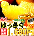 【2月上旬より順次出荷】【4kg入り送料無料でお届け!】紀州...