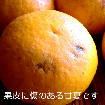 甘夏 訳あり あまなつ 訳あり 甘夏 みかん 産地厳選 [訳あり甘夏4kg] 送料無料