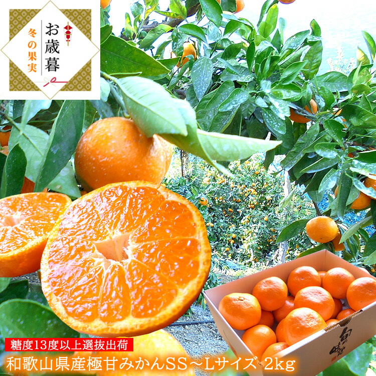 田辺極天みかん下津ひかえおろうみかん有田クオリティーみかん等 高糖度みかん厳選 高糖度みかん厳選 和歌山県産[極甘みかん2kg] SS~Lサイズ サイズは当店お任せになります。のサムネイル