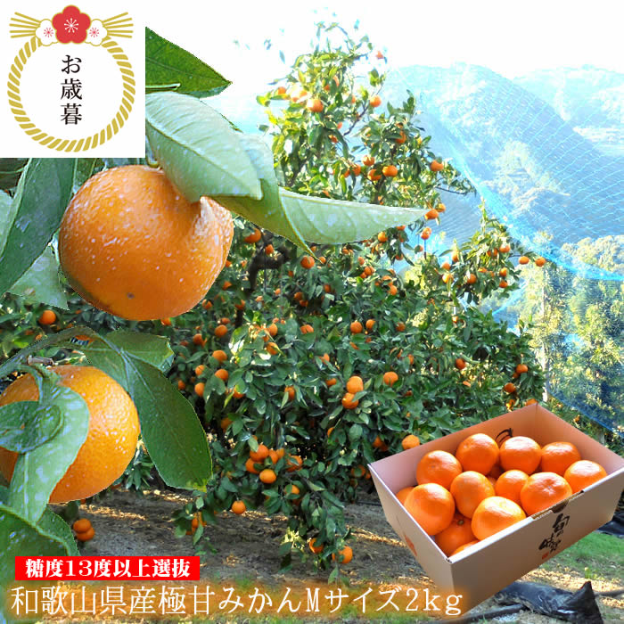 田辺極天みかん 下津ひかえおろうみかん 有田クオリティーみかん等 高糖度みかん厳選 和歌山県産[極甘みかんM2kg]のサムネイル
