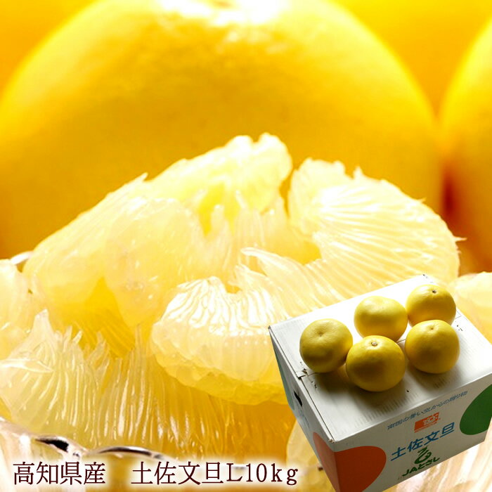 文旦 ぶんたん みかん 土佐文旦 送料無料 高知県産[土佐文旦L【10kg】] 2月上旬より出荷開始(4)