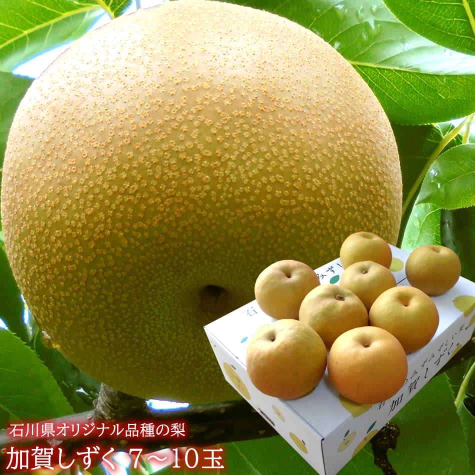 加賀のしずく 梨 なし ナシ 和梨 赤梨 石川県オリジナル品種 [加賀のしずく7~10玉] 送料無料のサムネイル