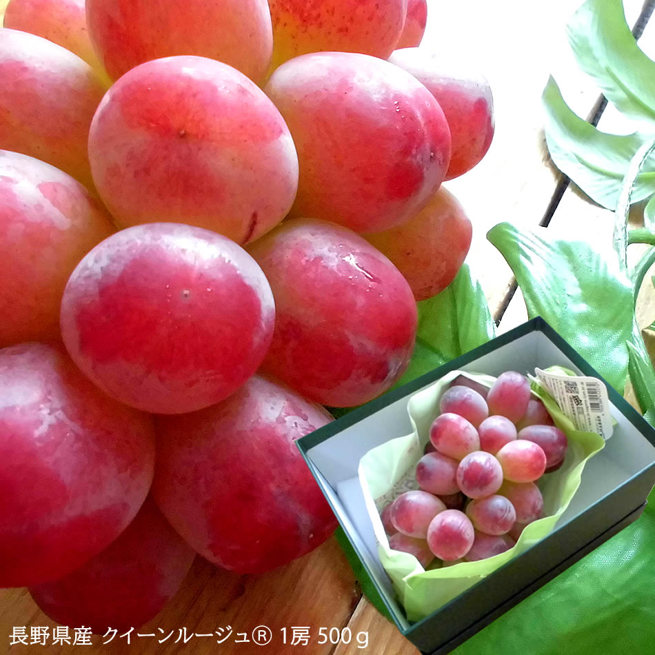 ぶどう 赤いシャインマスカット レッドシャインの異名を持つ 長野県産 ぶどう ブドウ 葡萄 長野県 [クイーンルージュⓇ1房]