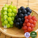 まだ間に合う!信州産 ぶどう三姉妹 3房 1.4キロ 秀品 送料無料 シャインマスカット ナガノパープル クイーンルージュ のし対応