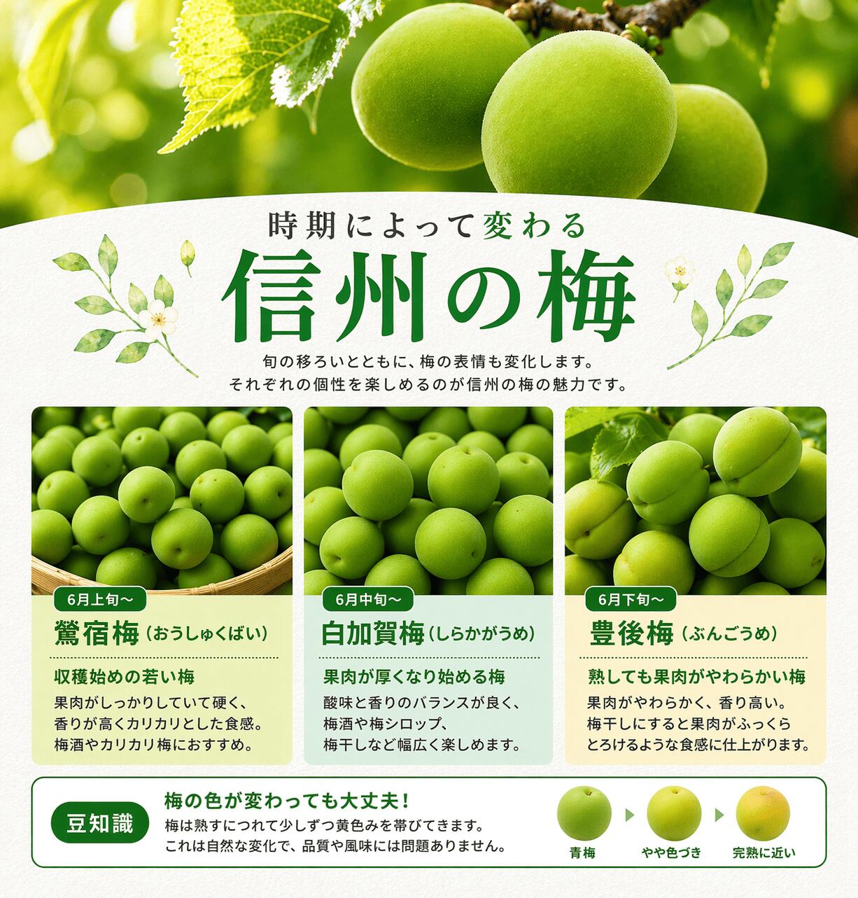 秀品 中梅 青梅 信州産 品種おまかせ