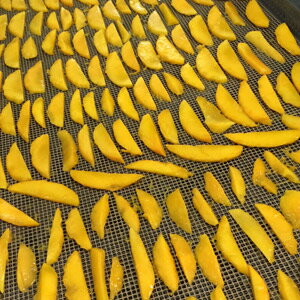 �ڥޥĥ����Τ�ʤ������ǾҲ�ۥɥ饤�ե롼�� �ޥ󥴡� ��2�� �����Ի��� �� ̵ź�� ���ե��б��� �����ͤˤ�¿� �ե롼�ĥ롼�� fruitsroots �ɥ饤�ޥ󥴡�