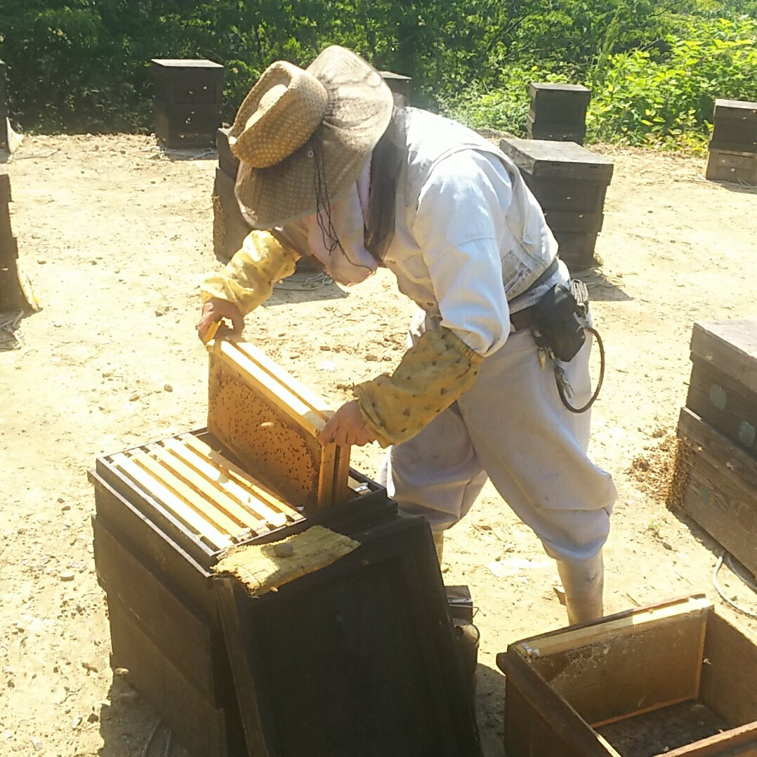 【11/11 23:59まで ポイント5倍】 フルーツルーツ サクラ ハニー 110g 国産 純粋 蜂蜜 ハチミツ 無添加 FRUITSROOTS